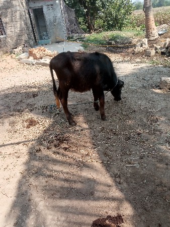 ભેસ