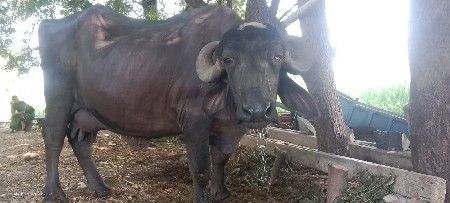 ભેંસ વેચવાની છે