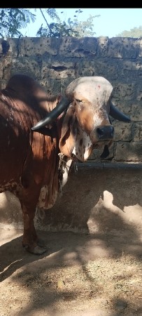 ગીર ગાય વેસવાની સે