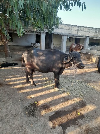 ખડેલી વેચવાની છે