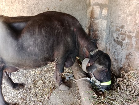 vechavani che