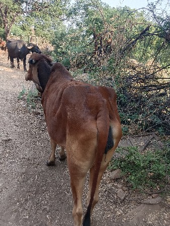 ગાય વેચવાની છે