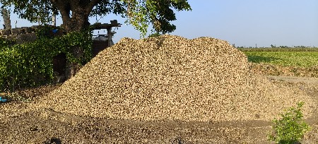 મગફળી નો પાલો