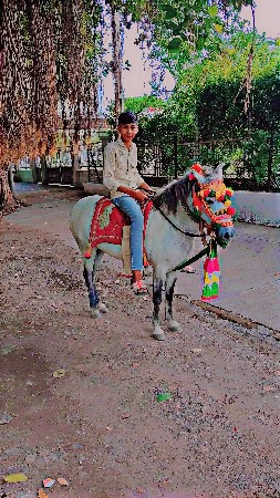 આ પોની ઘોડી વેચવાની છે