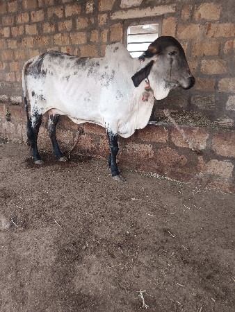 ગાય