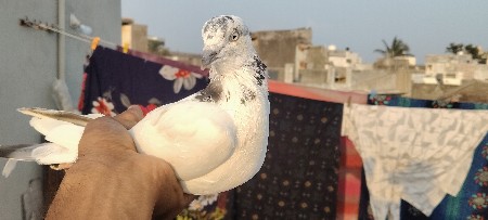 for sell