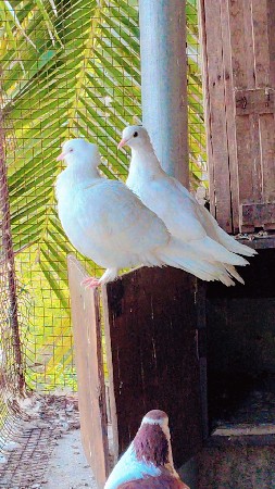 કબૂતર ની વાઈટ જોડી વેચવાની છે