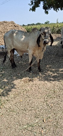 વાછડો વેચવાનો છે