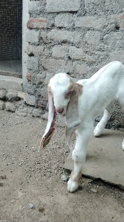 પ્યોર હૈદરાબાદી બચ્ચા 3 મેલ
