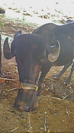 ખાડેલી