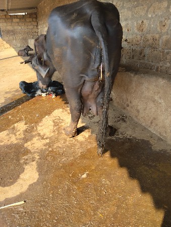 ભેંસ વેચવાની છે