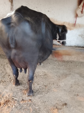 રામભાઈ ડેર