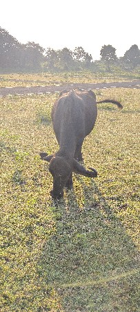 ભેંસ વેચવાની છે