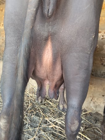 ભેંસ વેચવાની છે 3જુ વેતર 10/15દીવસ