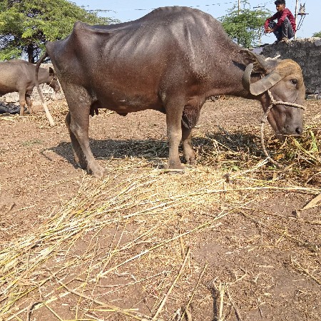 ભુરી ભેસ વેચવાની છે ટોટલ જવાબદારી
