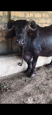 2   ભેસુ વેચવાની છે