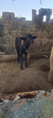 પાડો વેચવાનો છે