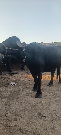 વેચવાની છે