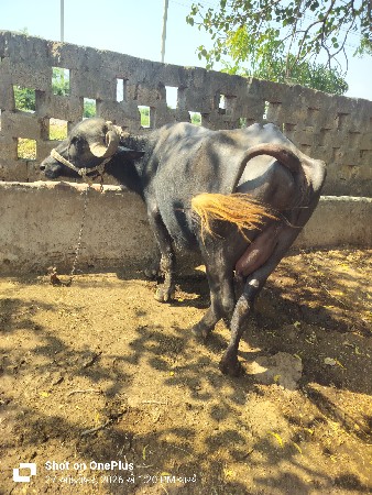 ,2 વેતર ભેંસ
