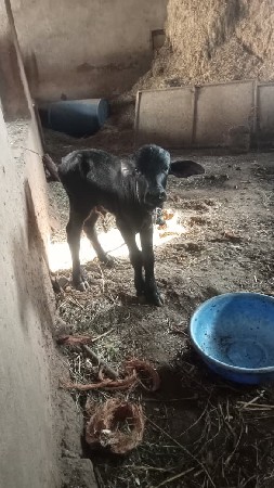 પડો વેચવાનો છે