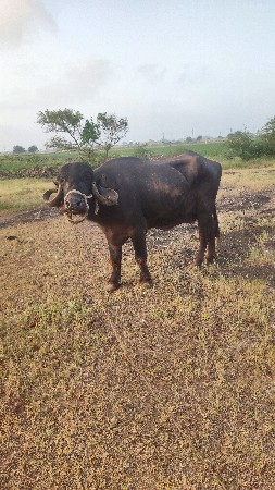 jafrabadi khaleli
