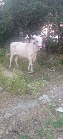 CG sautela Shri chaudhari