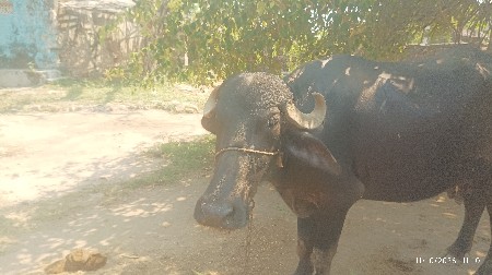 ભેસ વેચવાંની છેે