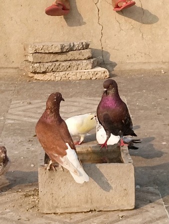 કબુતર ની જોડી વેચવાની છે