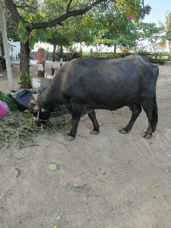 ભેંસ વેચવાની છે