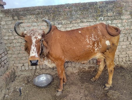ગાય વેચવાની છે