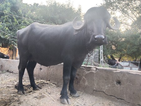 ભેંસ