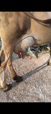 એસ એફ ક્રોસ