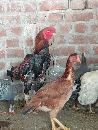 લતીબ. ભાઇ