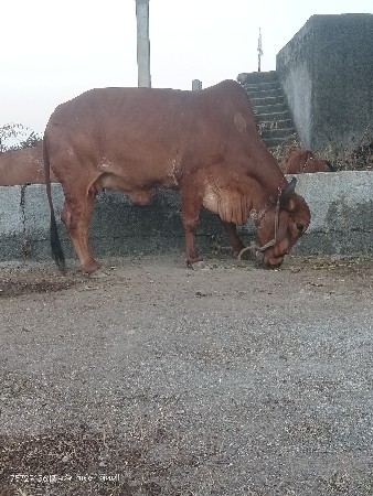 ગાય વેચવાની છે