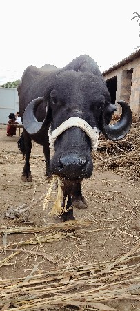 ભેંસ વેચવાની છે