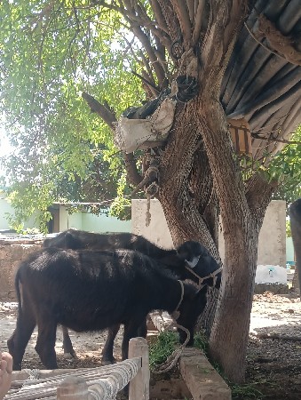 આ ત્રણેય પશુ વેચી દેવાનાં છે.