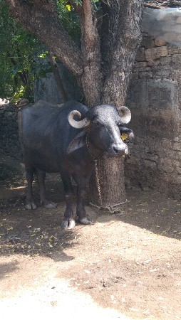 ભેંશ વેસાવની છે બીજૂ વેતર વાંહે