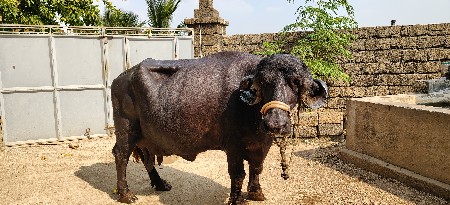 ભેંસ વેચવાની છે