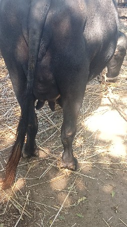 આ ભેંસ વેચવા ની છે