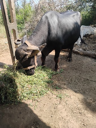 ભેસ