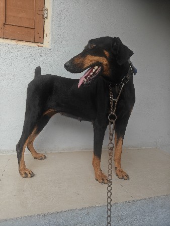 Doberman female vechavni che