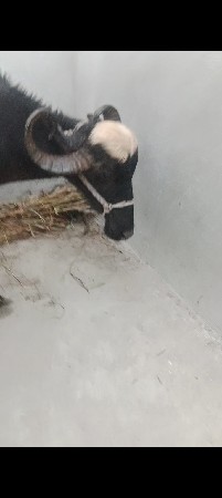 ત્રીજું વેતર