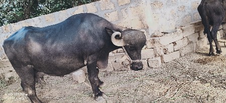 veshva ni se