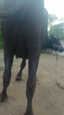 ભેંસ વેચવાની છે