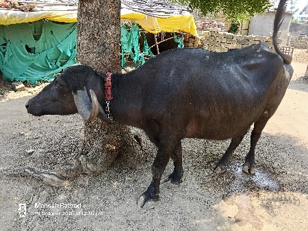 ભેંસ વેચવાની છે