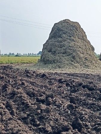 માંડવી નો ભૂકો,પાલો, માંડવિયું