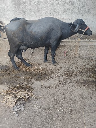 વેસવાનીસે