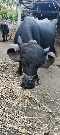 bhesh veshvani chhe