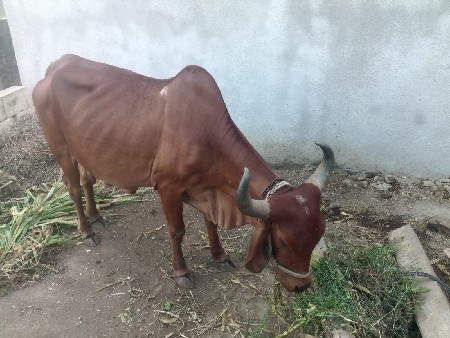 ગાય