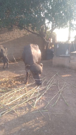 ખડેલી વેતર  પેલું